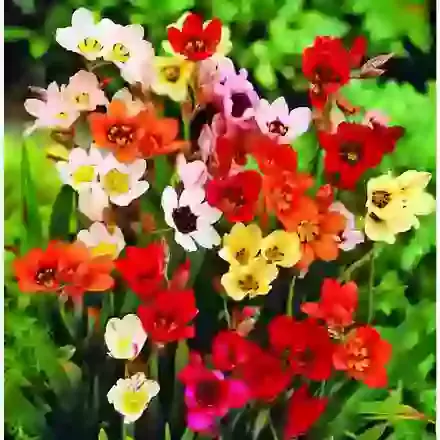 Tricolor Choice Mixture
